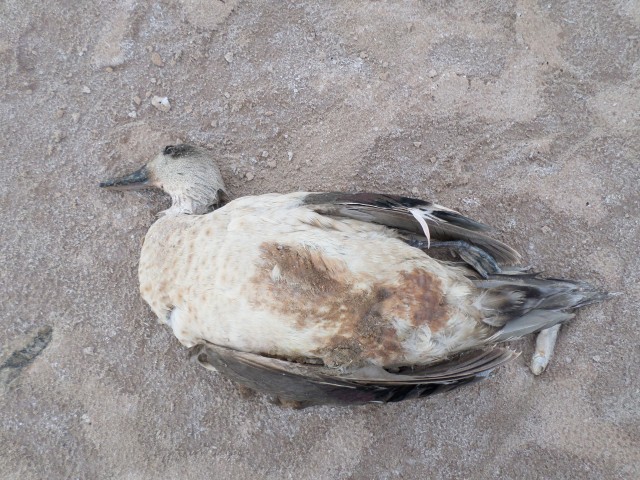 am lago poopó 18122014 24