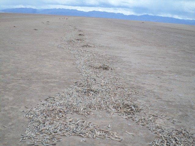 am peces panoramico lago poop 18122014