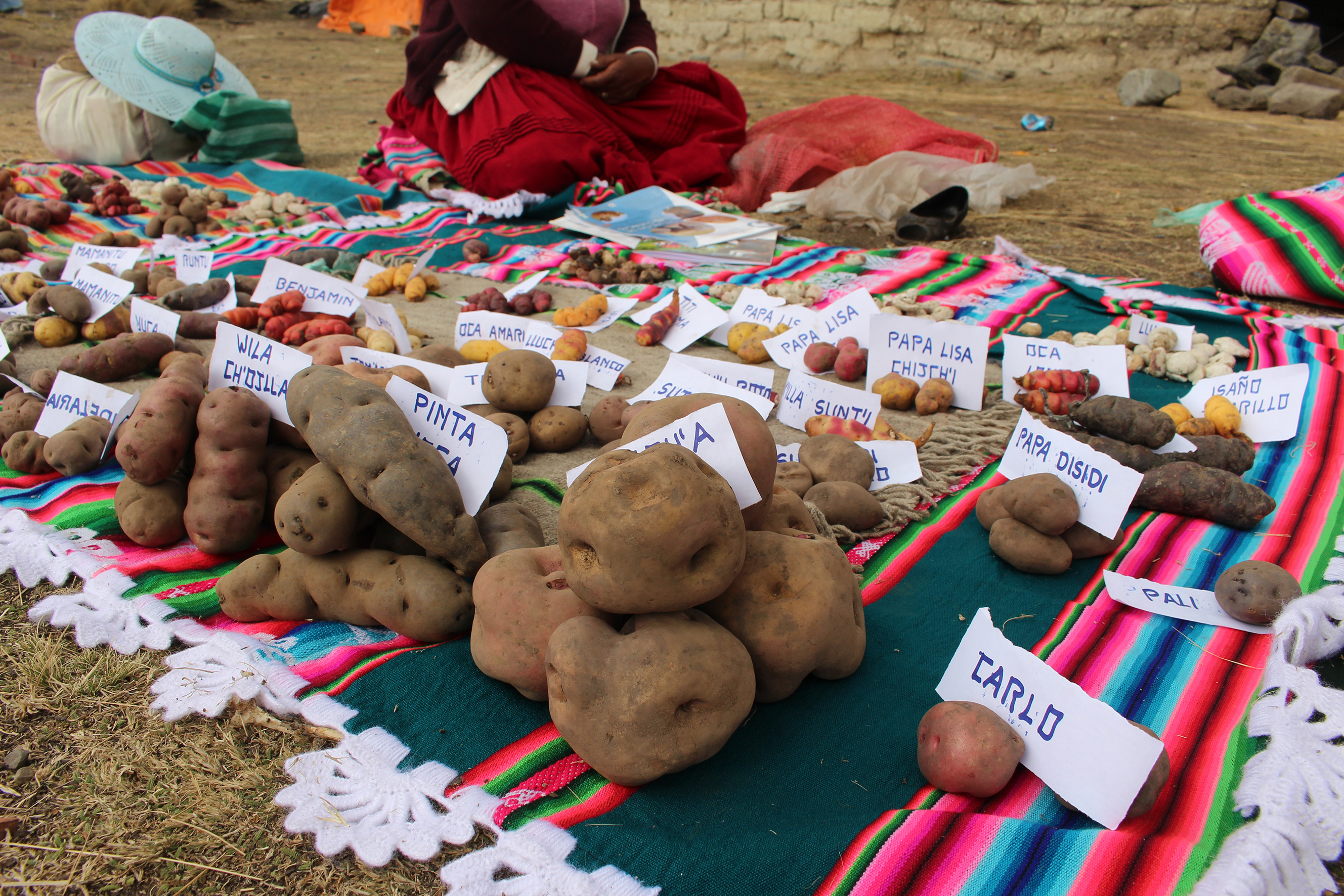 clases de papasnativas