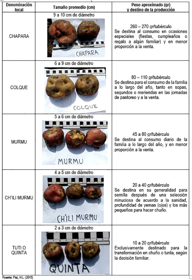 cuadro clasificación tamaños