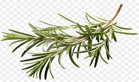 kisspng herb spice rosemary flavor clip art parsley 5abe06e16a2ec6.5782284015224030414349