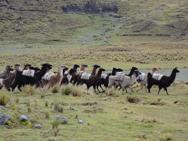 llamas llevan papas cosechas