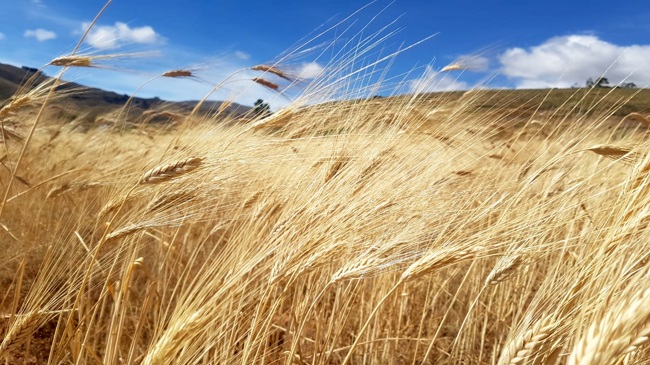 plantas de trigo