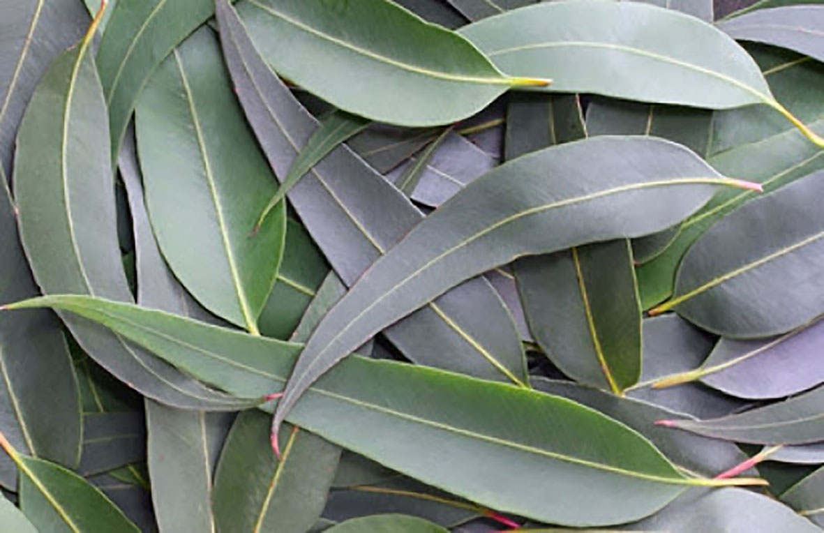 plantas medicinales eucalipto
