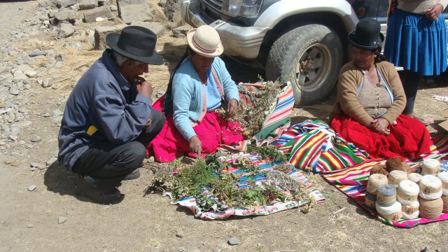 plantas medicinales señora