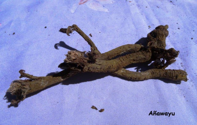 q medicina natural añawayu