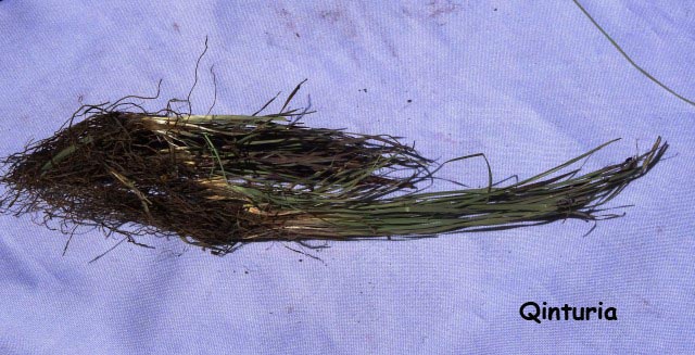 q medicina natural qinturia 1