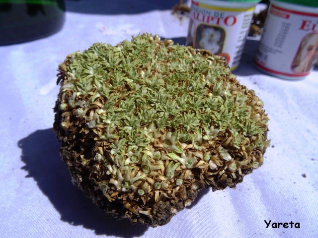 q medicina natural yareta