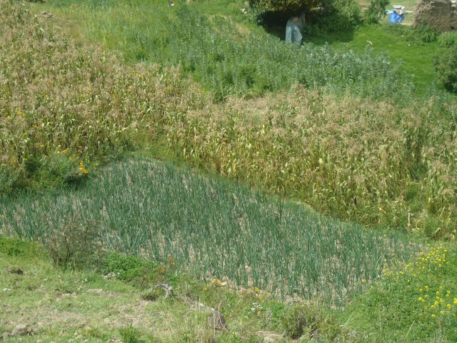 SA varedad productos DSC01387