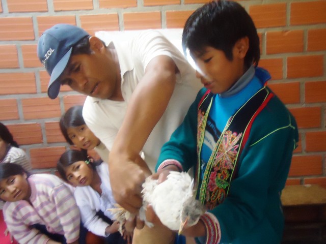 syso niños y niñas hortalizas gallinas 5