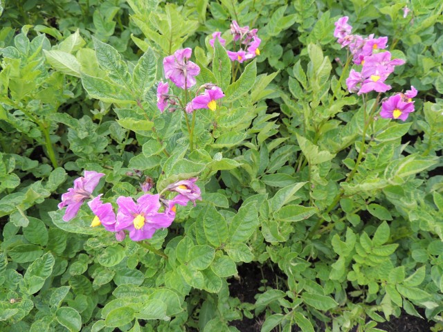 syso semilla fotoreportaje 1