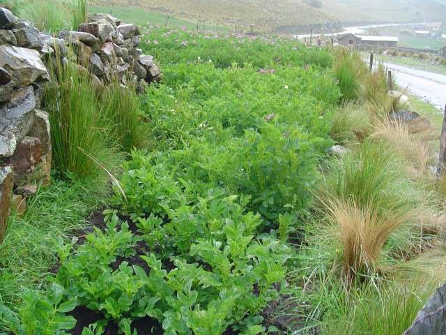 syso semilla fotoreportaje 14