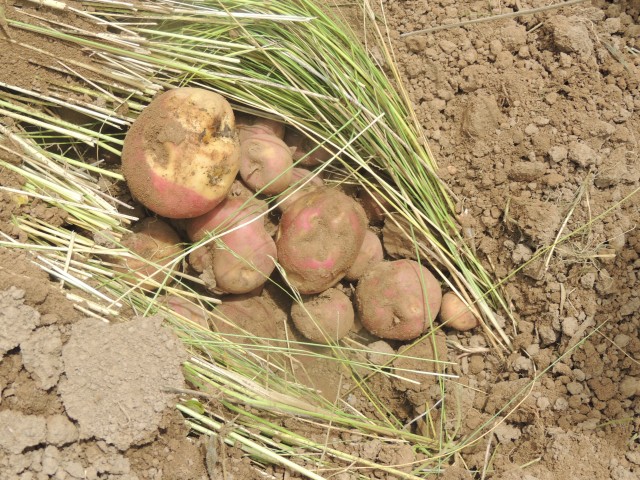 syso semilla fotoreportaje 15