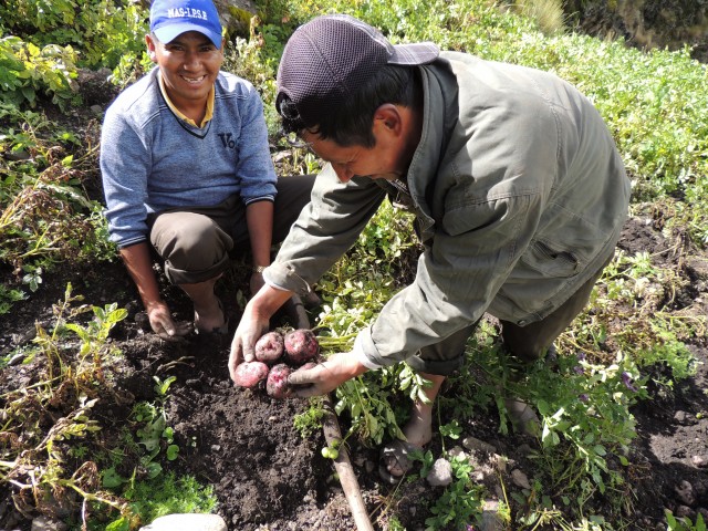 syso semilla fotoreportaje 18