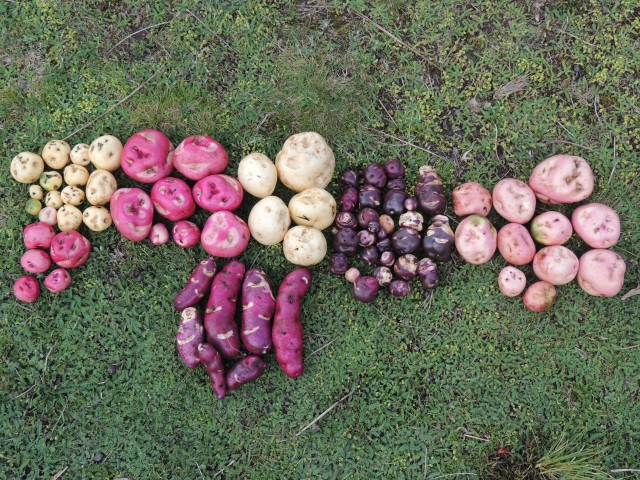 syso semilla fotoreportaje 19