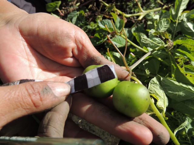 syso semilla fotoreportaje 2