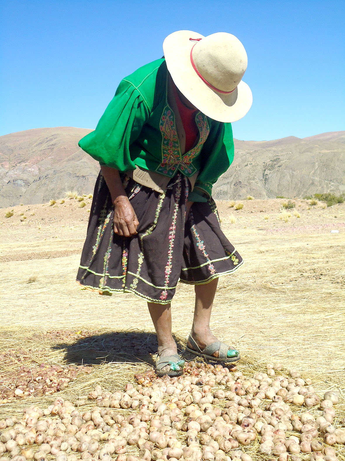 señora pisando chuño