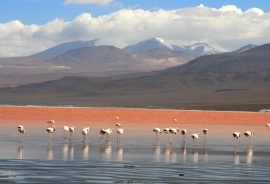POTOSÏ: Salvando Laguna Colorada con aguas del Silala o del Huaylla Jara