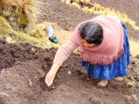 Hacia la privatización de las semillas