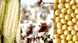 TRANSGÉNICOS ¿Qué intereses se protegen?