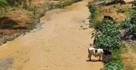 La contaminación del Rocha vulnera los derechos a la salud, agua y soberanía alimentaria de los cochabambinos