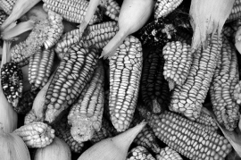 77 semillas de maíz tradicional en riesgo por importación de maíz transgénico