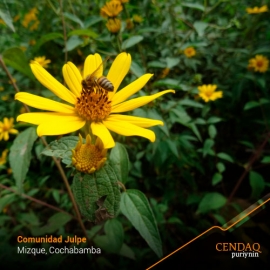 Si las abejas desaparecen, la humanidad solo viviría 4 años más.