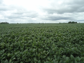 En Santa Cruz se produce soya transgénica en más de 1 millón de hectáreas de tierra.