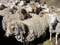 La etnoveterinaria en comunidades andinas de Cochabamba