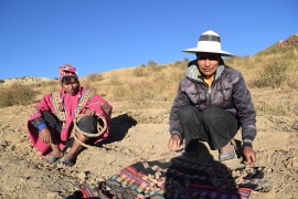 EN NORTE POTOSÍ: la producción de papa cae en un 40% por plagas y sequía