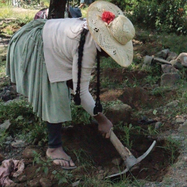 La REFORESTACIÓN implica un alto compromiso socioambiental