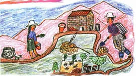 Saberes locales: Papa khuru pillpintuta chinkachinapaq (PARTE II)