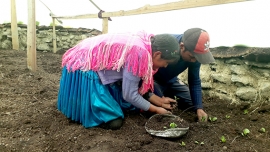 Agroecología: "SEMBRARÉ HORTALIZAS EN TODO MI INVERNADERO"