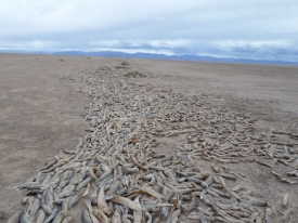Millones de peces mueren en el último reservorio del lago Poopó