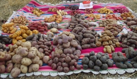 Mezclar variedades de papa reduce impacto del clima