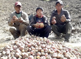 DEFENSA DE LAS SEMILLAS CAMPESINAS: Una experiencia de vida en Ayopaya