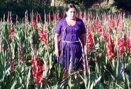 De la FLORICULTURA insostenible a la AGROECOLOGÍA sostenible