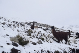 NORTE AYOPAYA Primeras nevadas de invierno anuncian buen ciclo agrícola