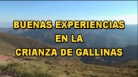 Buenas experiencias en la crianza de gallinas
