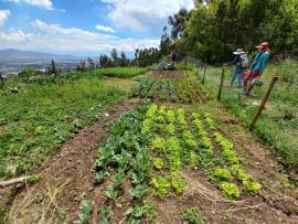 CONVOCATORIA: INVESTIGACIÓN DE TESIS DE GRADO "Producción Agroecológica"