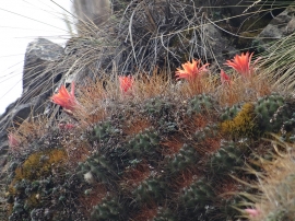 "Para waliqlla kanqa": PREDICCIÓN CLIMÁTICA (Zona Andina):