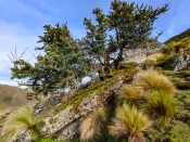 AGRACEJO, UN ÁRBOL ALTOANDINO