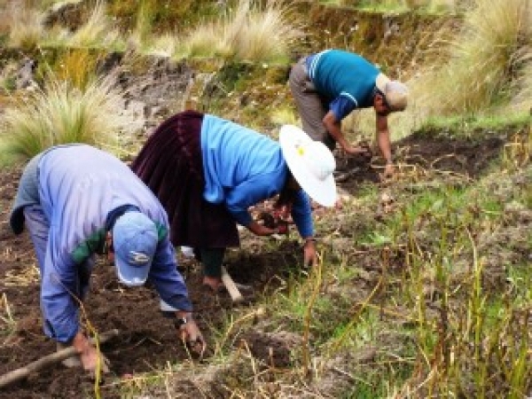 Mikhuykunas kanan tiyan pichus puquchiqpaq makinpi