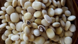 El TARWI: nutritivo y medicinal