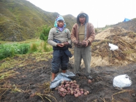 Para seguridad y soberanía alimentaria: Producción de papa con semilla botánica (mak´unku)