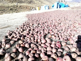 El chuño, alimento de nuestros ancestros