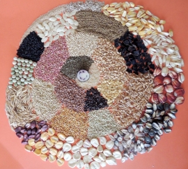 Semillas: CON LEYES QUIEREN PRIVATIZAR NUESTRAS SEMILLAS