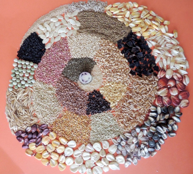 Semillas: CON LEYES QUIEREN PRIVATIZAR NUESTRAS SEMILLAS