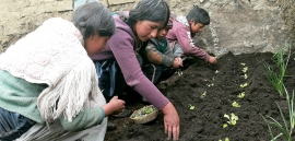 Unidades Educativas apoyando a la seguridad y soberanía alimentaria