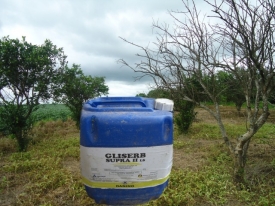 La soya transgénica atenta a la seguridad alimentaria